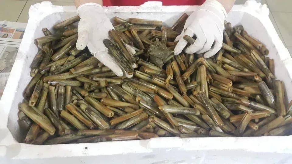 Dalyan Oltacılıkta Sülünez Kullanım Dalyan Oltacılıkta Sülünez Kullanım