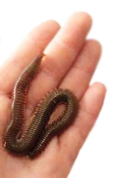 Deniz Solucanı Türleri: Sülünez, Borukurdu ve Lugworm Arasındaki Farklar Deniz Solucanı Türleri: Sülünez, Borukurdu ve Lugworm Arasındaki Farklar