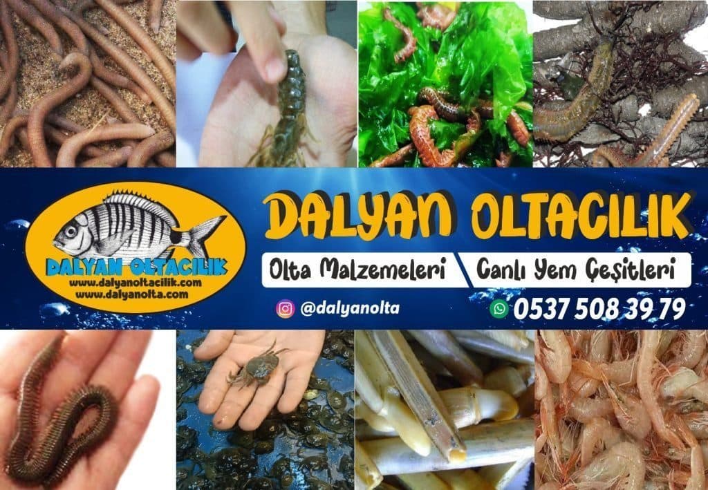 Canlı Balık Yemleri Nedir? (Tatlı Su – Deniz – Bölgesel Rehber) Canlı Balık Yemleri Nedir? (Tatlı Su – Deniz – Bölgesel Rehber)