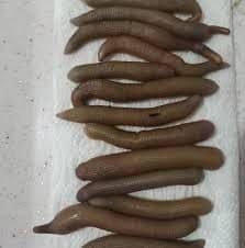 Canlı Boru Kurdu (Sülünez) Nedir? Aynı Yem mi, Farklı mı? Canlı Boru Kurdu (Sülünez) Nedir? Aynı Yem mi, Farklı mı?